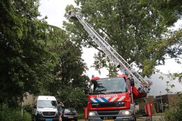 Papegaai Zazu na dag uit boom gered