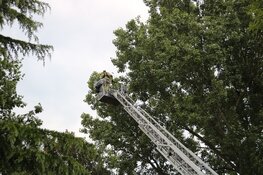 Papegaai Zazu na dag uit boom gered