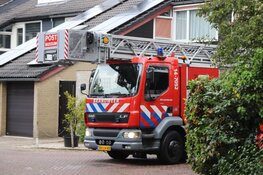 Papegaai Zazu na dag uit boom gered