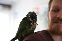Papegaai Zazu na dag uit boom gered