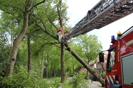 Boom uit grond gerukt door harde wind in Hilversum