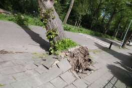 Boom uit grond gerukt door harde wind in Hilversum