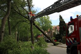 Boom uit grond gerukt door harde wind in Hilversum