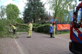 Grote boom omgewaaid in Blaricum