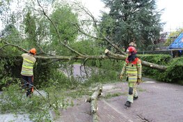 Grote boom omgewaaid in Blaricum