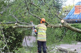 Grote boom omgewaaid in Blaricum