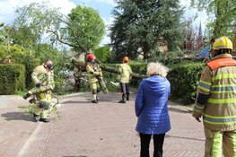 Grote boom omgewaaid in Blaricum