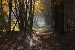 Ontdek de herfst in het Corversbos