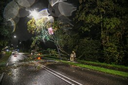 Auto loopt schade op door omgewaaide boom